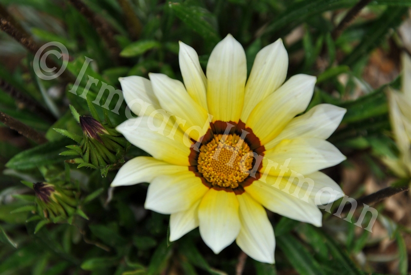 gazania