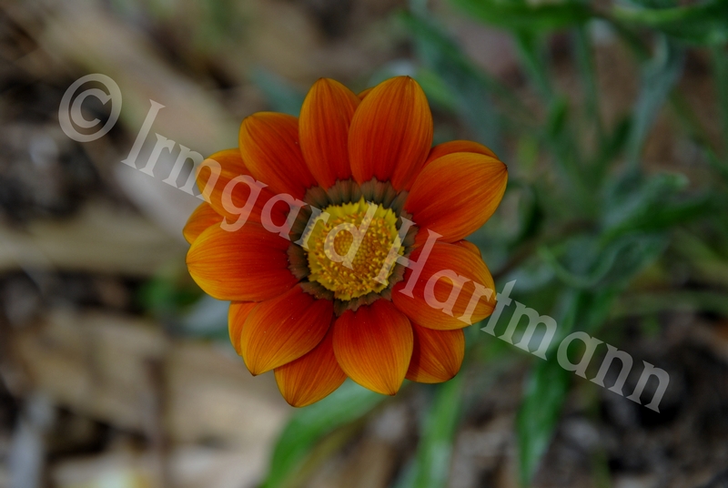 gazania