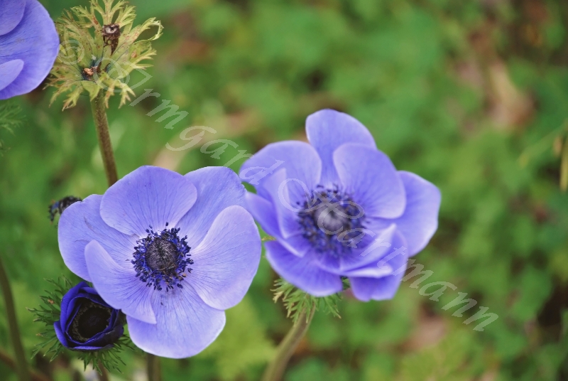 Anemonen, blau