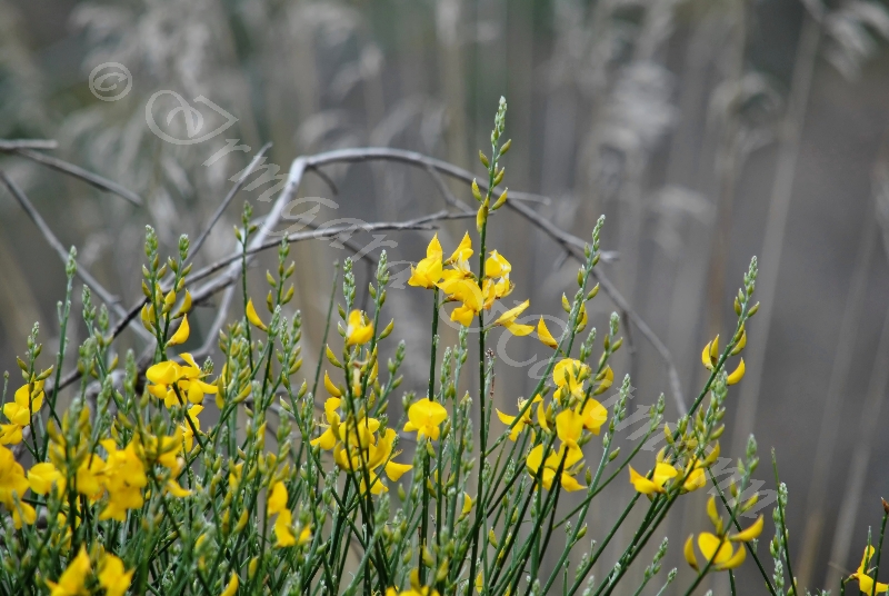 Ginestra