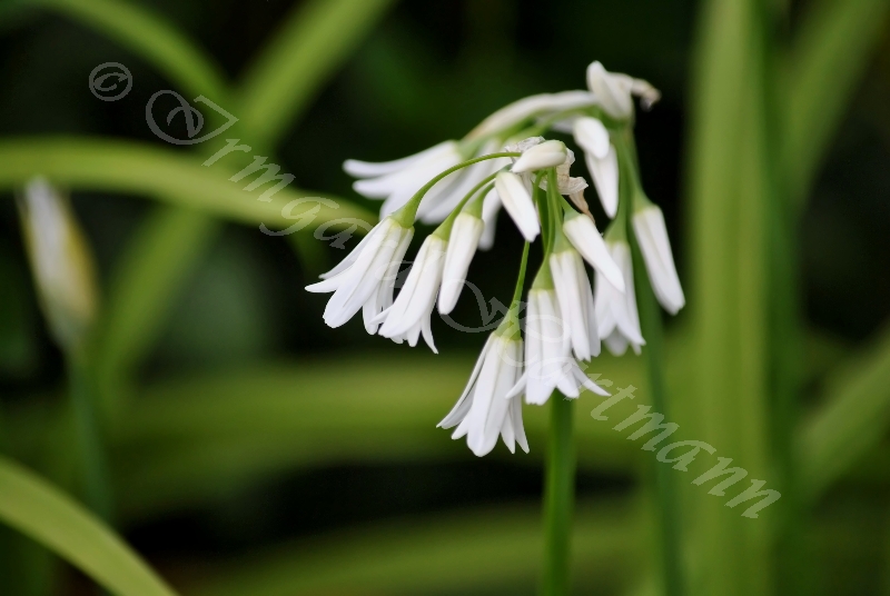 Allium