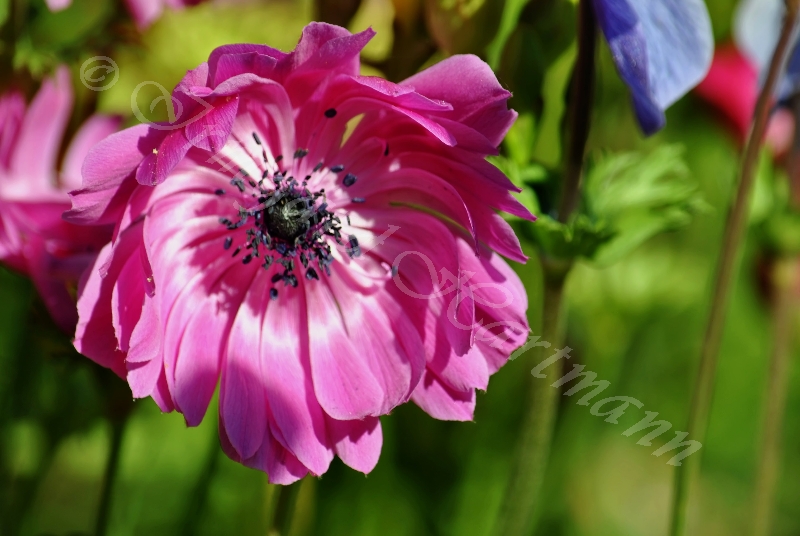 Anemone, rosa