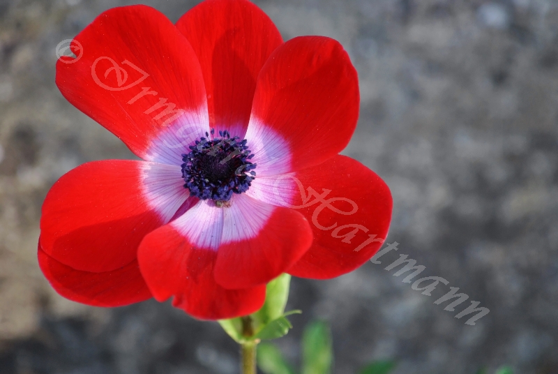 Anemone, rot