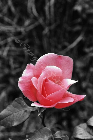 Rose, rosa