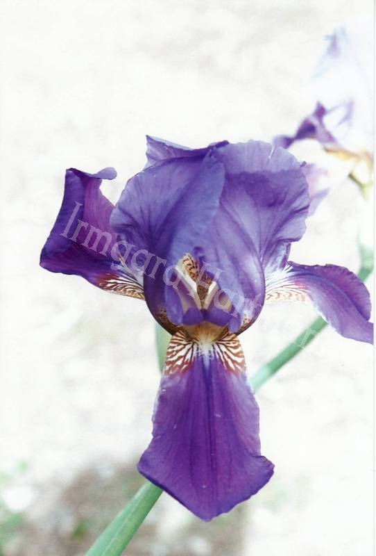 Lilie, blau