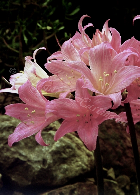 Amarilys, rosa