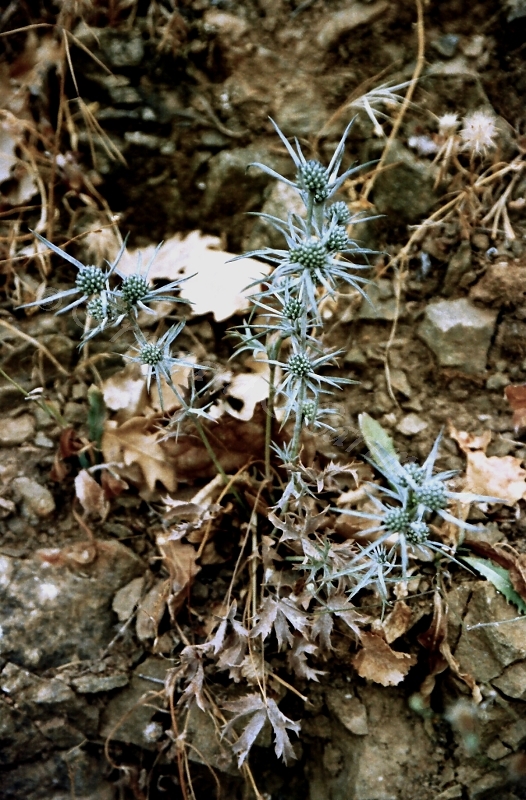 Distel