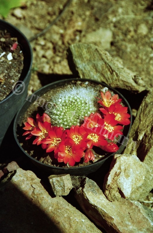 Cactus, bluete, rot