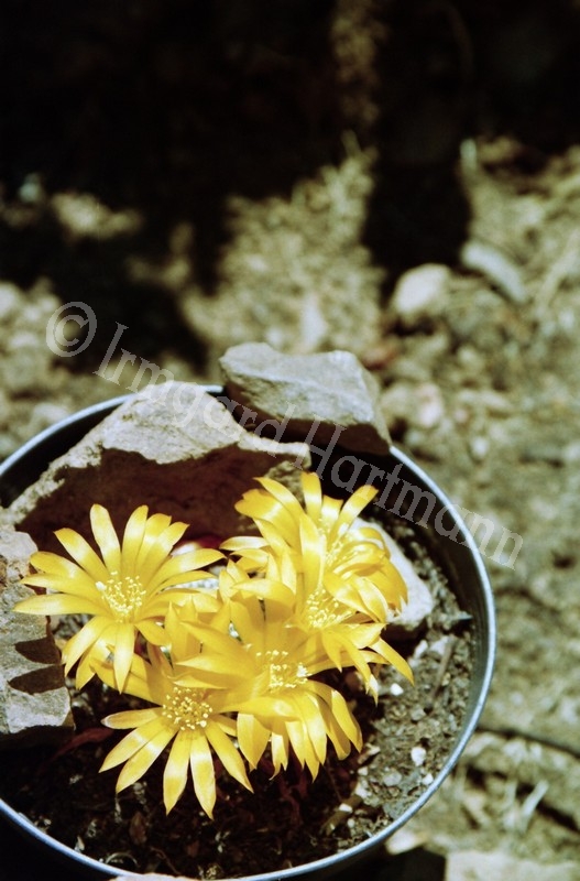 Cactus, bluete, gelb