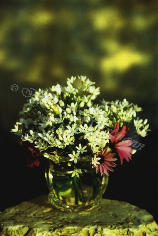 Allium