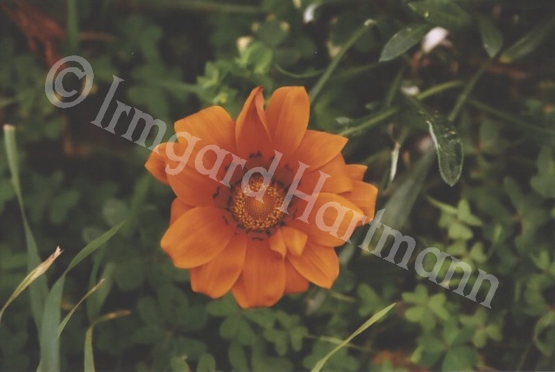 Gazania