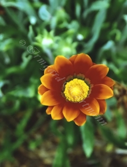 Gazania