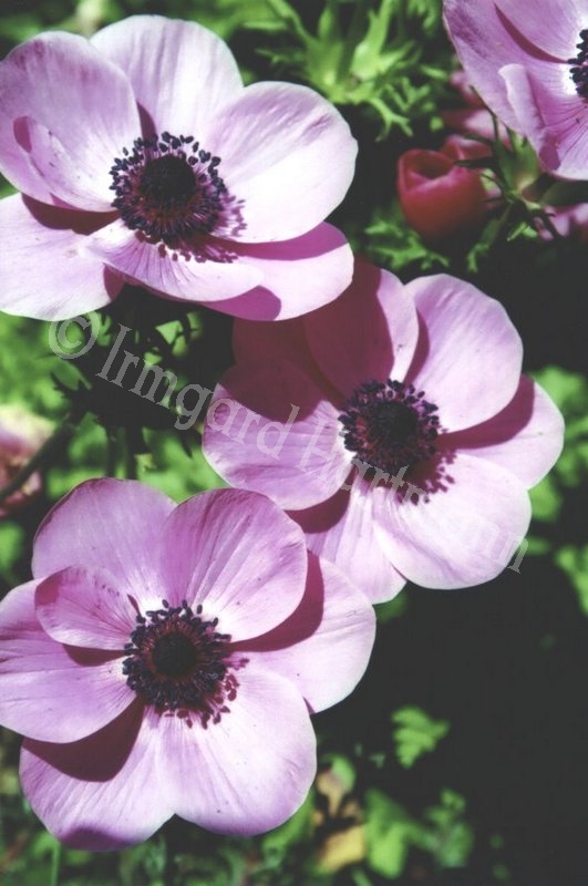 Anemone, lila