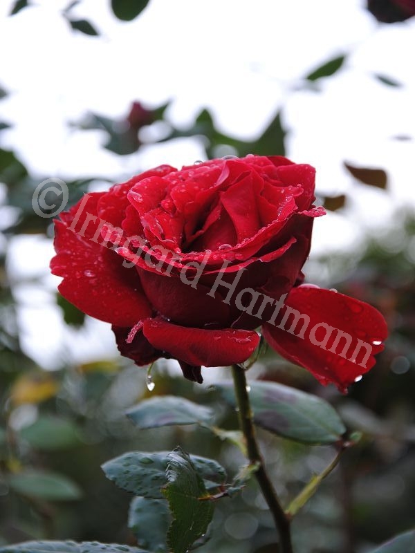 Rose,rot