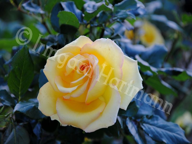 Rose,gelb