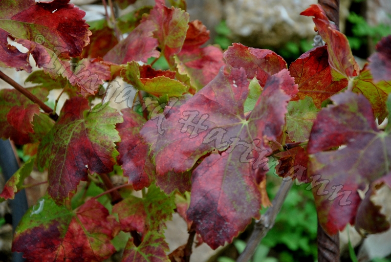 blaetter,wein,rot